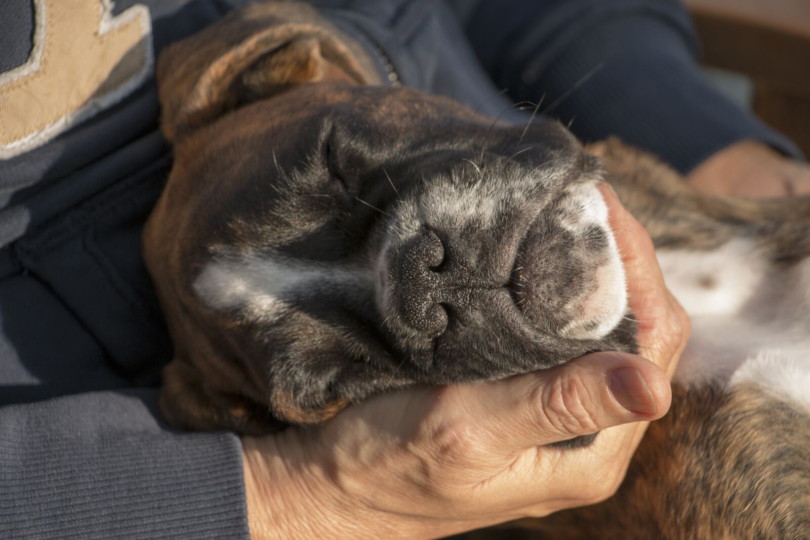Canon EOS 70D sample photo. Puppy, dog, cute photography