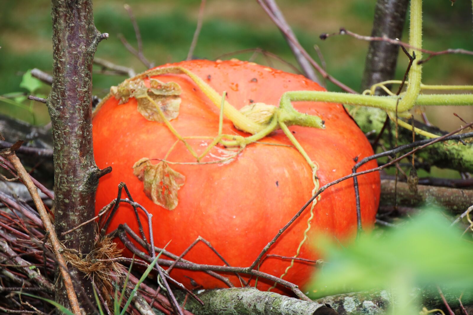 Canon EOS 750D (EOS Rebel T6i / EOS Kiss X8i) sample photo. Pumpkin, still life, nature photography
