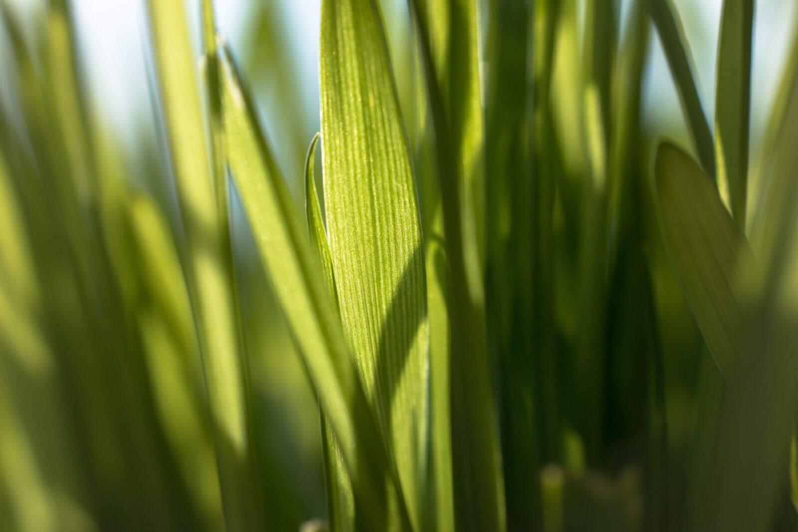 Samsung NX 30mm F2 Pancake sample photo. Wheatgrass, cat grass, grass photography