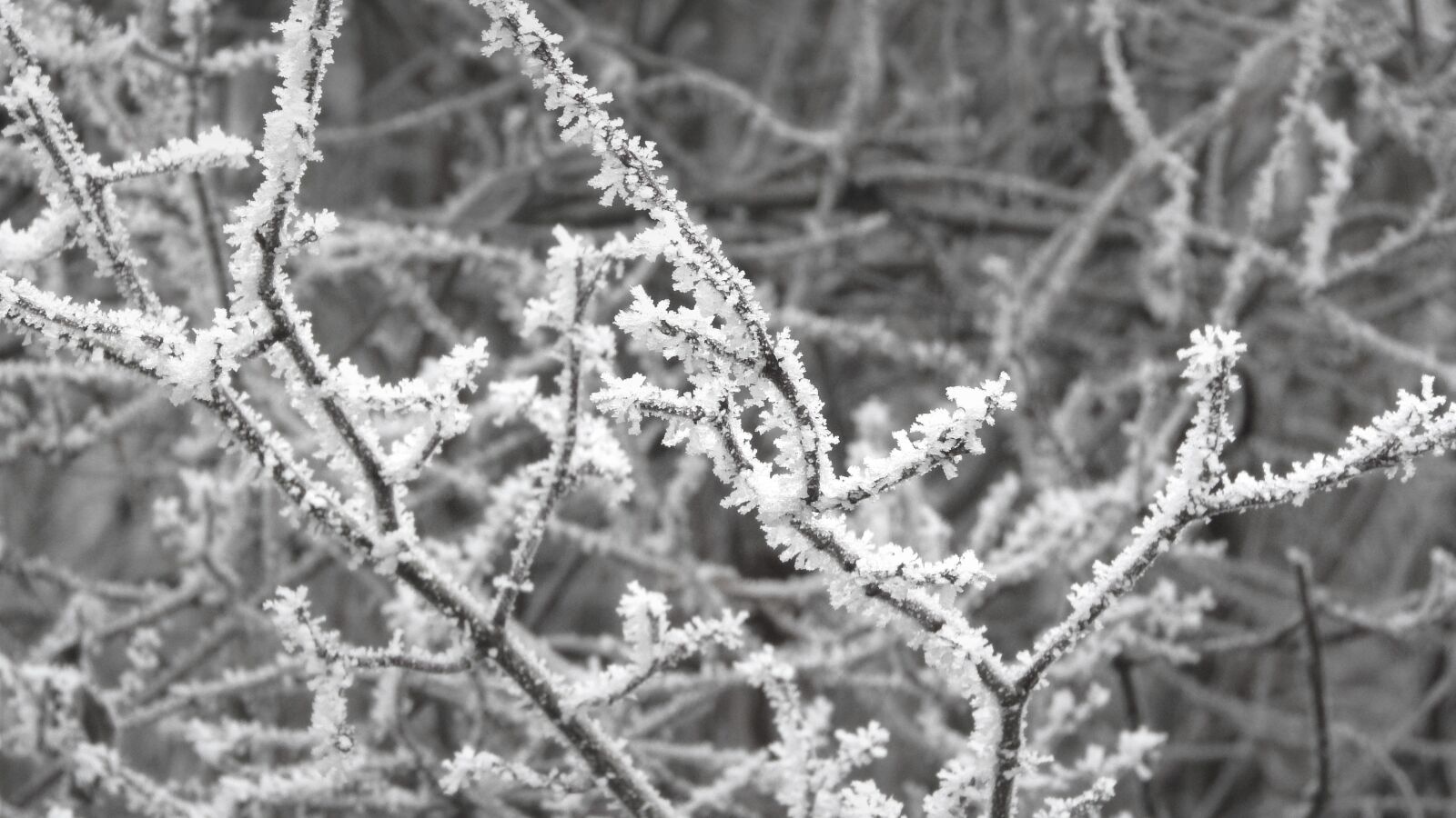 Nikon Coolpix P610 sample photo. Frost, winter, plant with photography