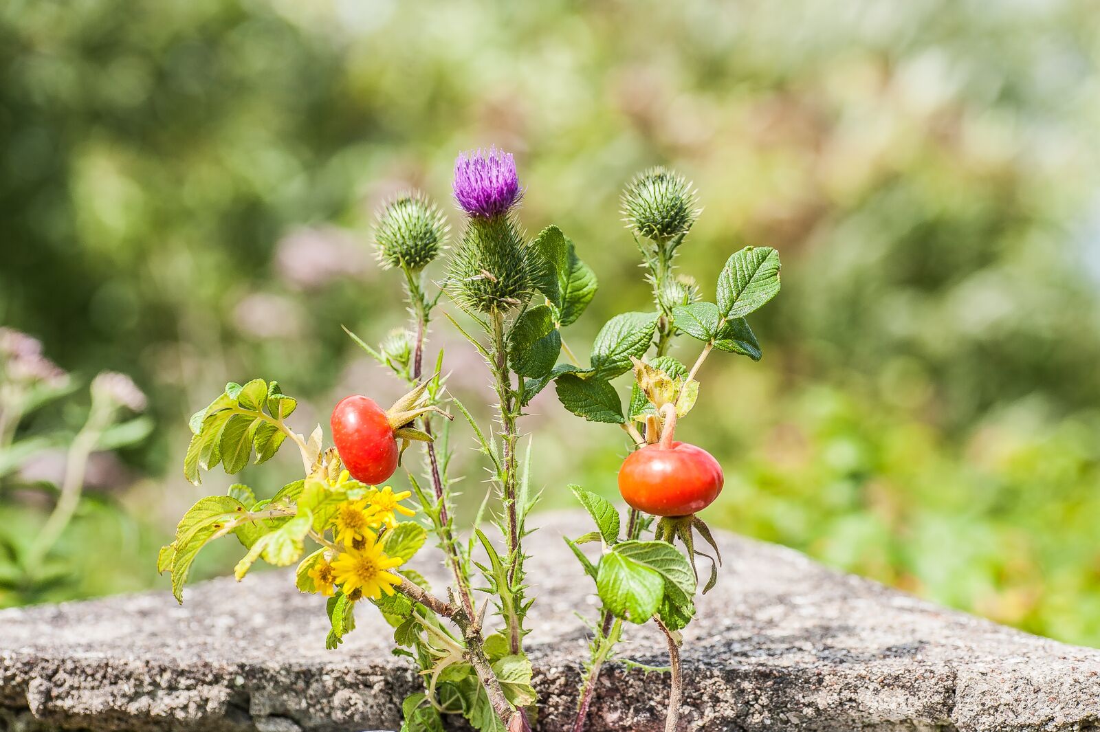 Nikon D700 sample photo. Wild flowers, rose hip photography