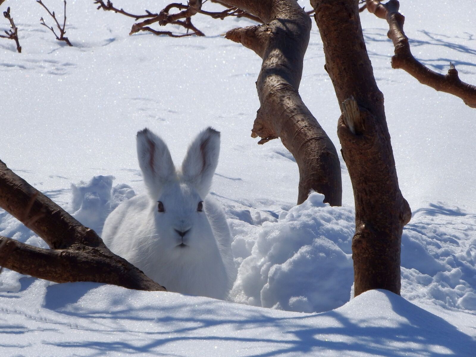 Fujifilm FinePix S1 sample photo. Hare, whitey, animal photography