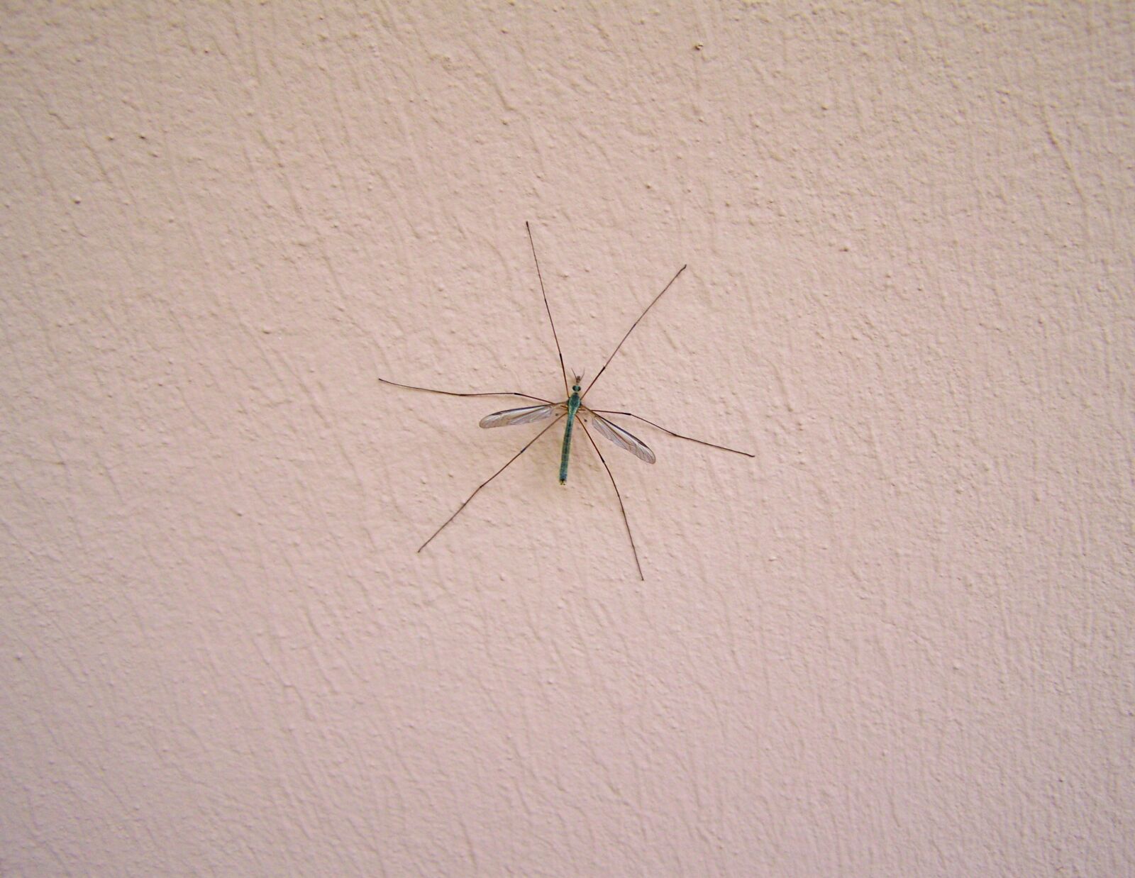 Kodak EASYSHARE ZD710 ZOOM DIGITAL CAMERA sample photo. Male mosquito, insect, animal photography