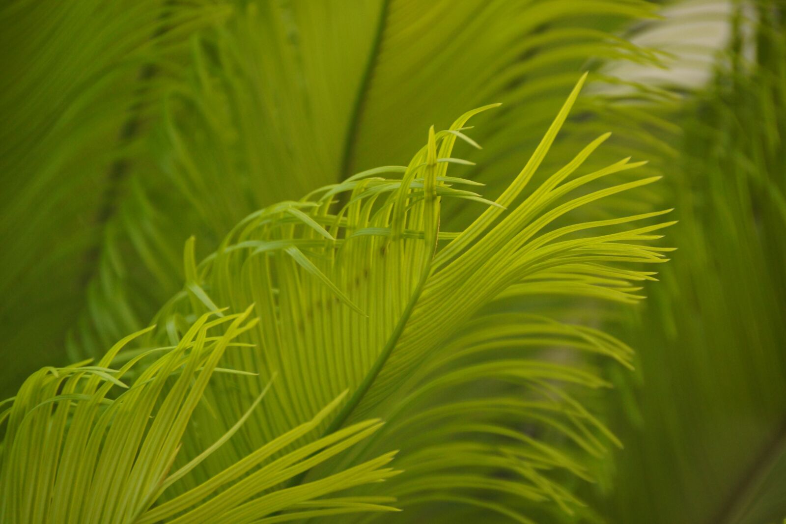 Sony SLT-A77 sample photo. Leaf, nature, flora photography