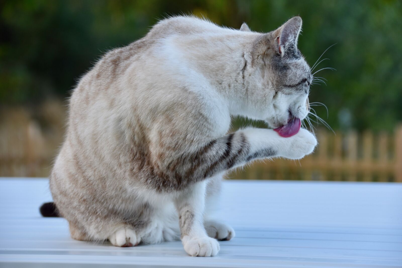 Nikon D5600 sample photo. Cat, toilet chat, alley photography