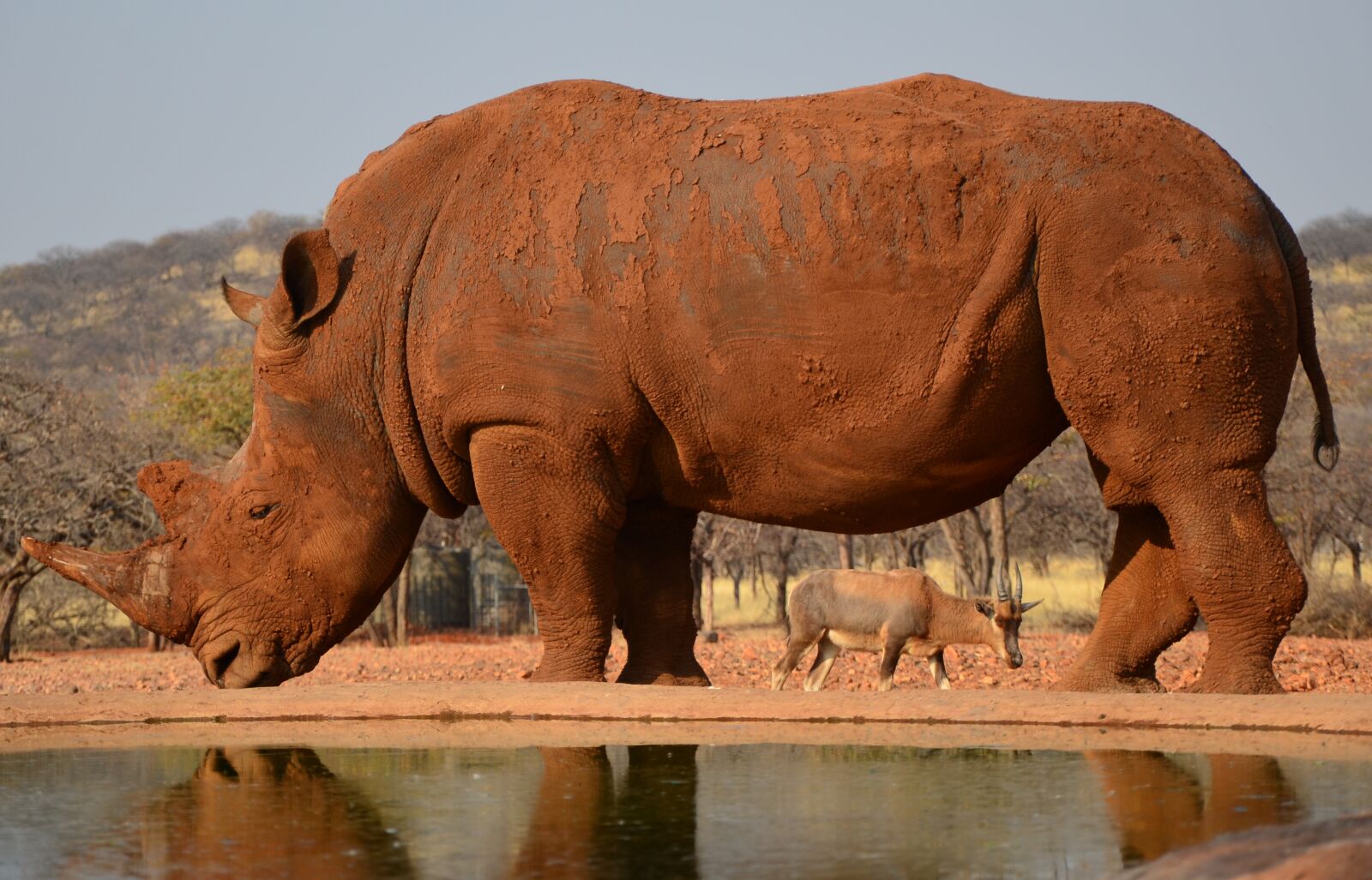 Nikon D5100 sample photo. Rhino, africa, namibia photography