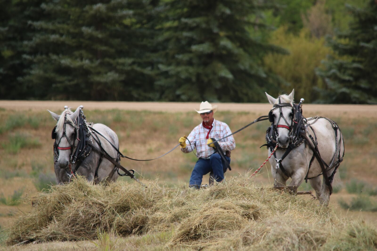 Canon EOS 750D (EOS Rebel T6i / EOS Kiss X8i) sample photo. Cavalry, mammal, animal photography