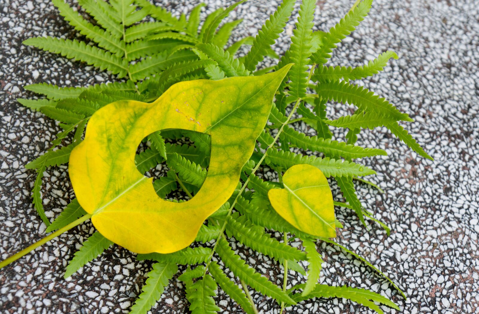 Sony Alpha NEX-F3 + Sony E 18-55mm F3.5-5.6 OSS sample photo. Leaf, yellow leaves, background photography