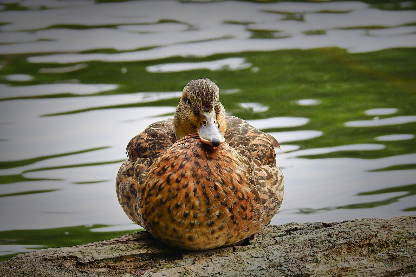 Nikon Coolpix P900 sample photo. Duck, lake, bird photography
