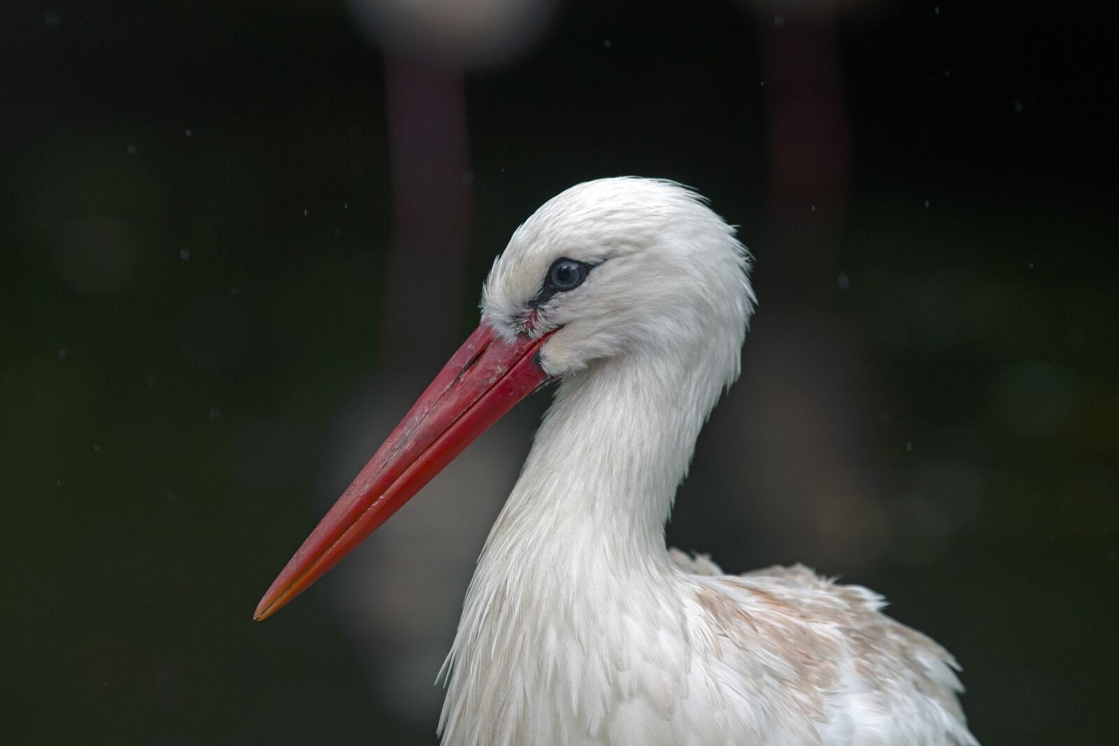 Nikon D500 sample photo. Stork portrait white, stork photography