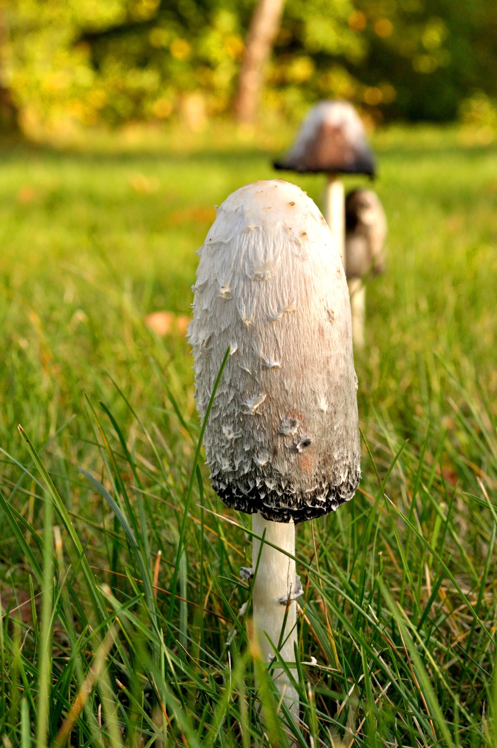 Nikon D90 sample photo. Schopf comatus, mushroom, autumn photography