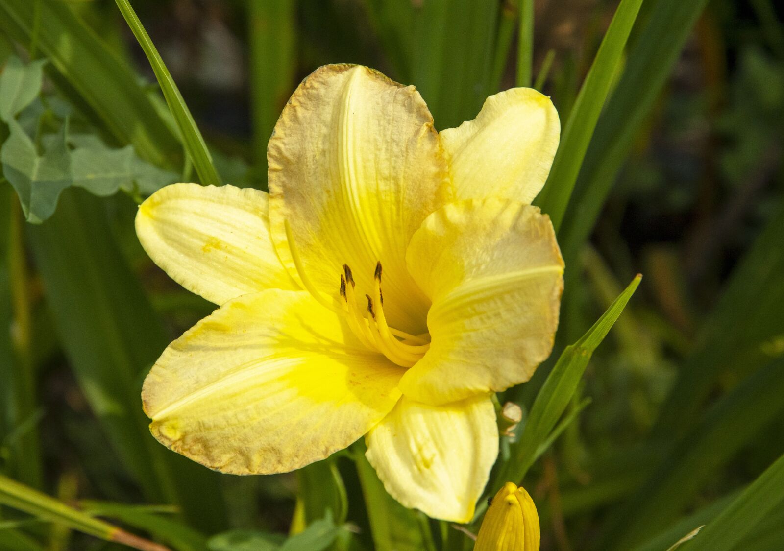 Nikon D500 sample photo. Flower, bloom, plant photography