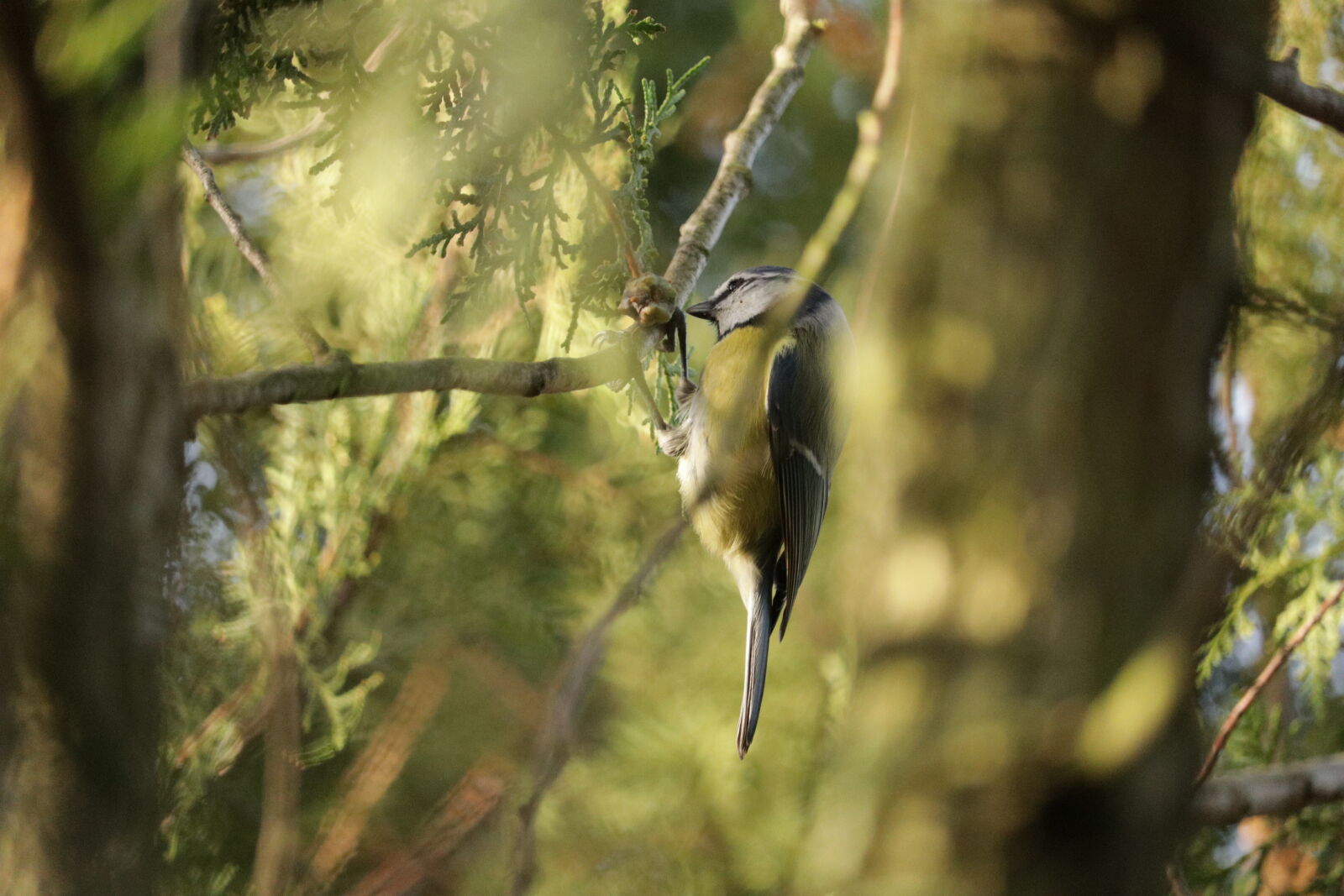 Canon EF-S 55-250mm F4-5.6 IS STM sample photo