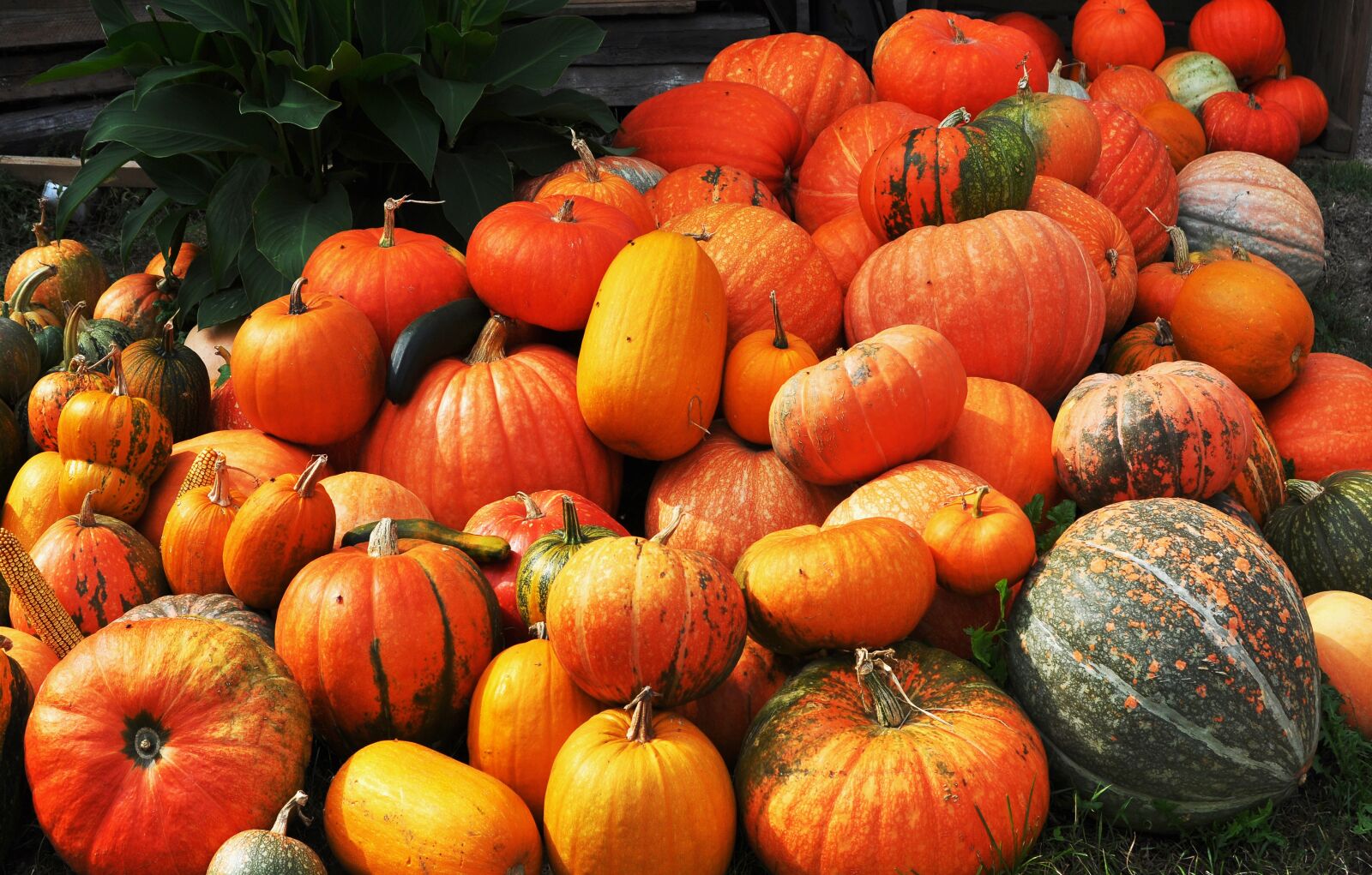 Nikon D90 sample photo. Autumn, harvest, pumpkin photography