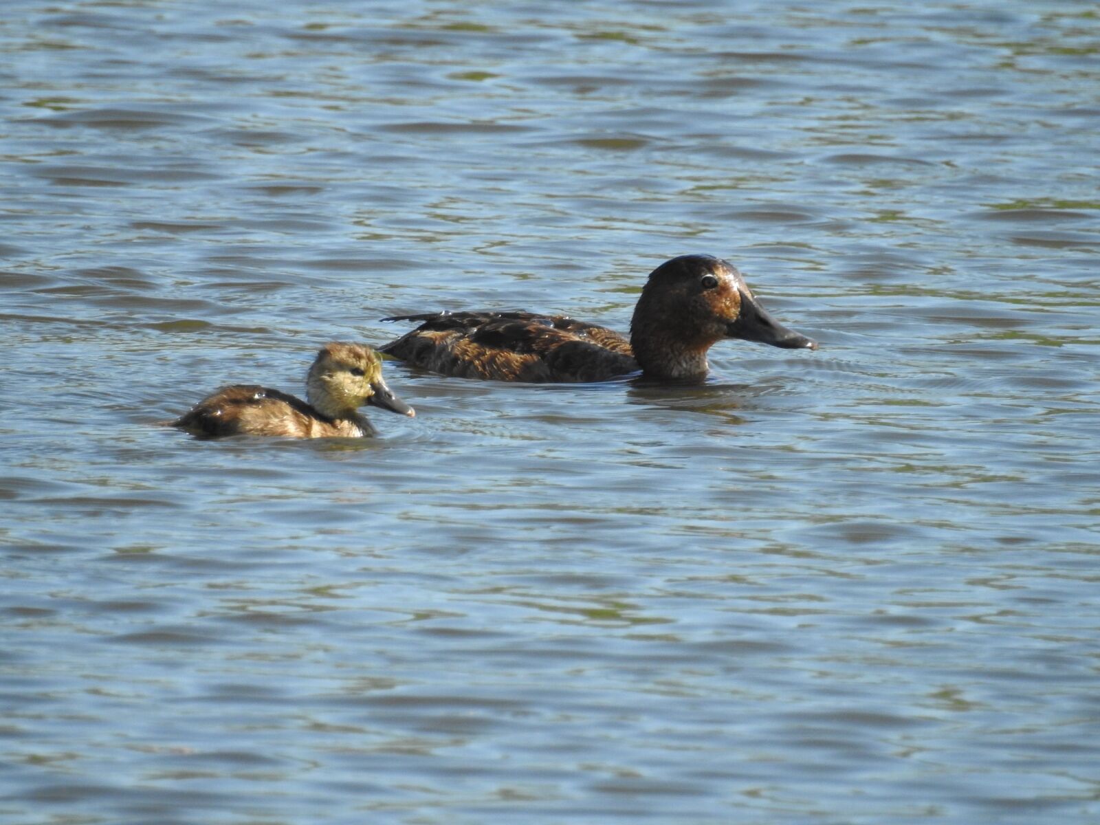Nikon Coolpix P900 sample photo. Duck, duckling, ring-necked duck photography