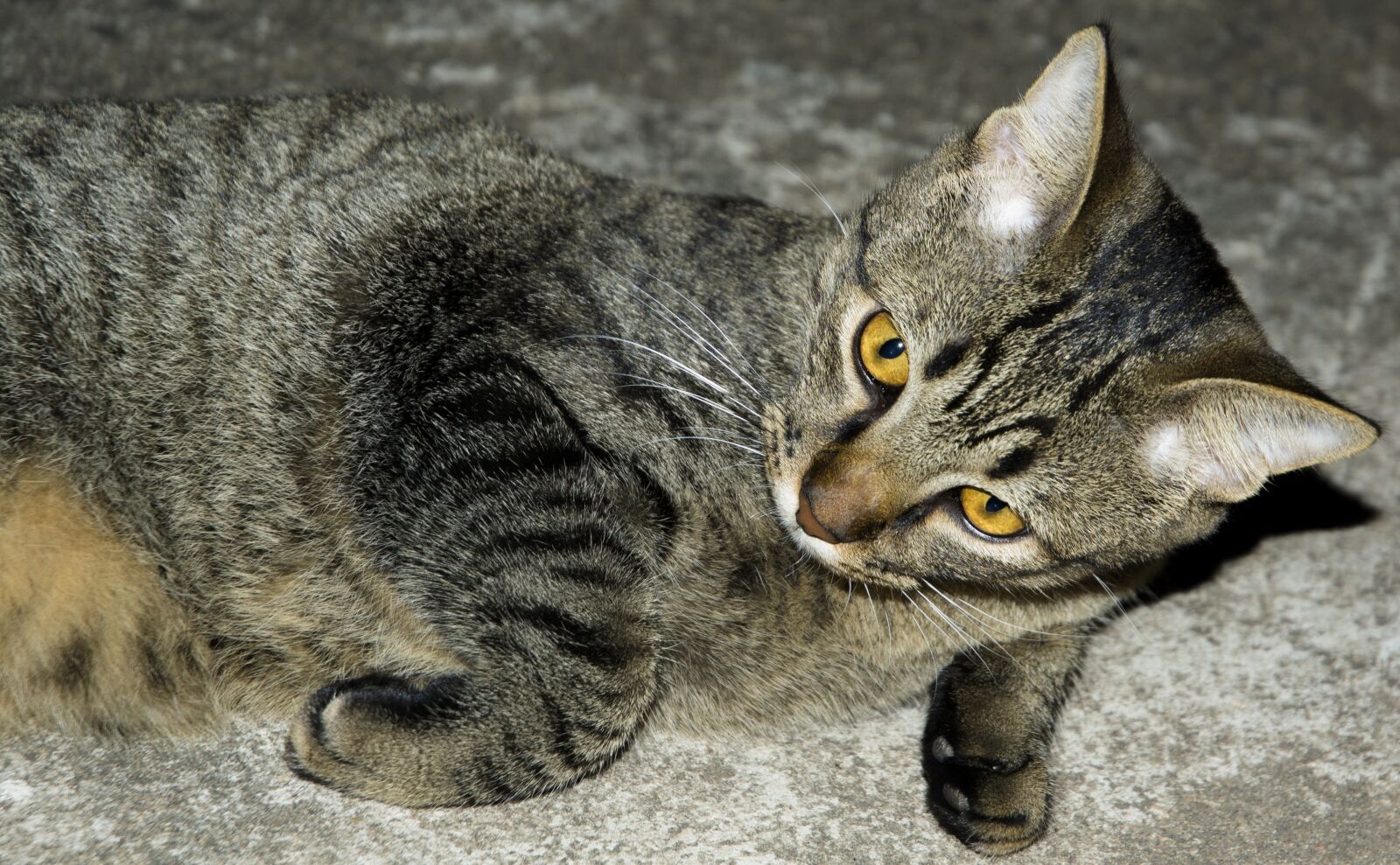 Nikon D3100 sample photo. Cat, pet, kitten photography