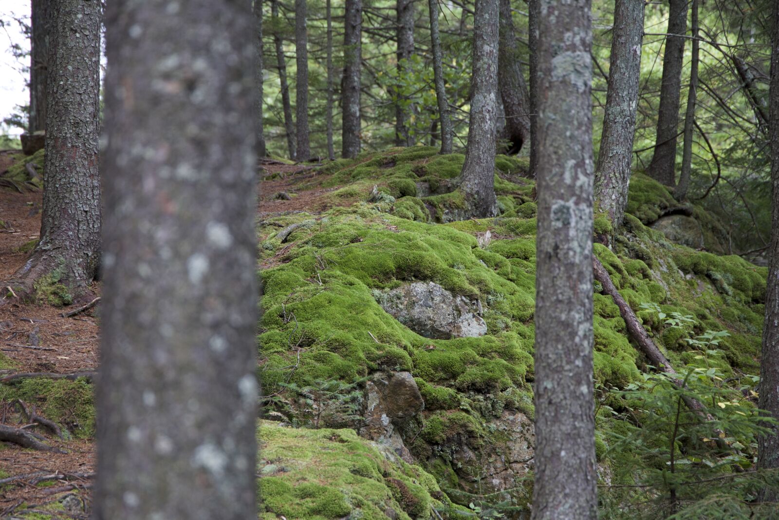 Canon EOS 6D sample photo. Trees photography