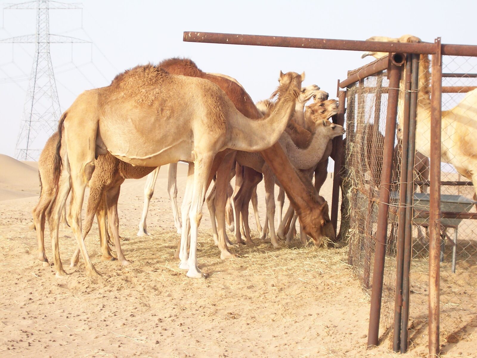 Kodak V603 ZOOM DIGITAL CAMERA sample photo. Camel, desert, dromedary photography