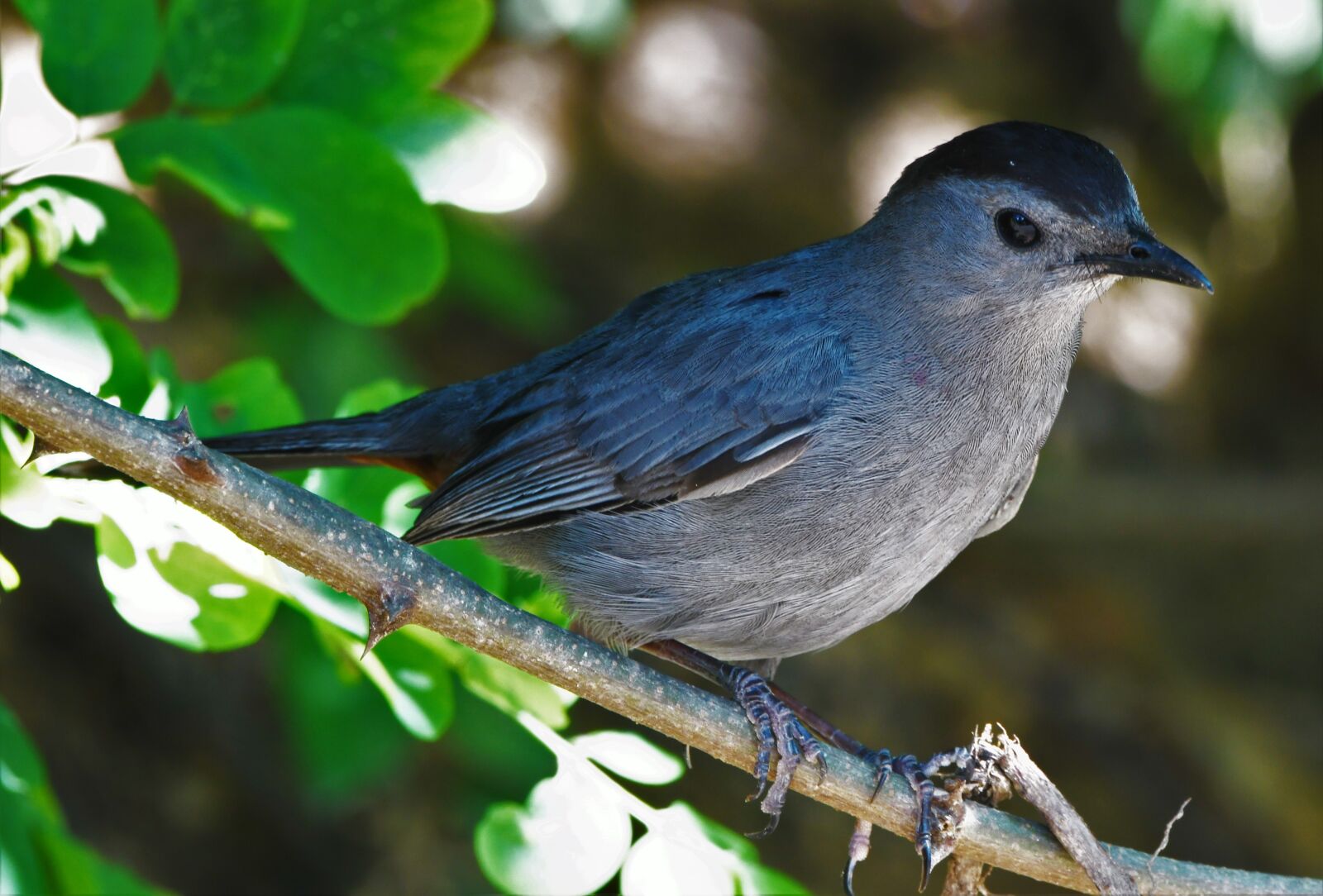 Nikon D850 sample photo. Bird, catbird, songbird photography