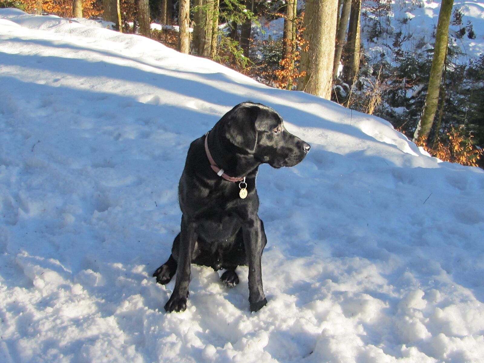 Canon PowerShot SX230 HS sample photo. Dog, animal, pet photography