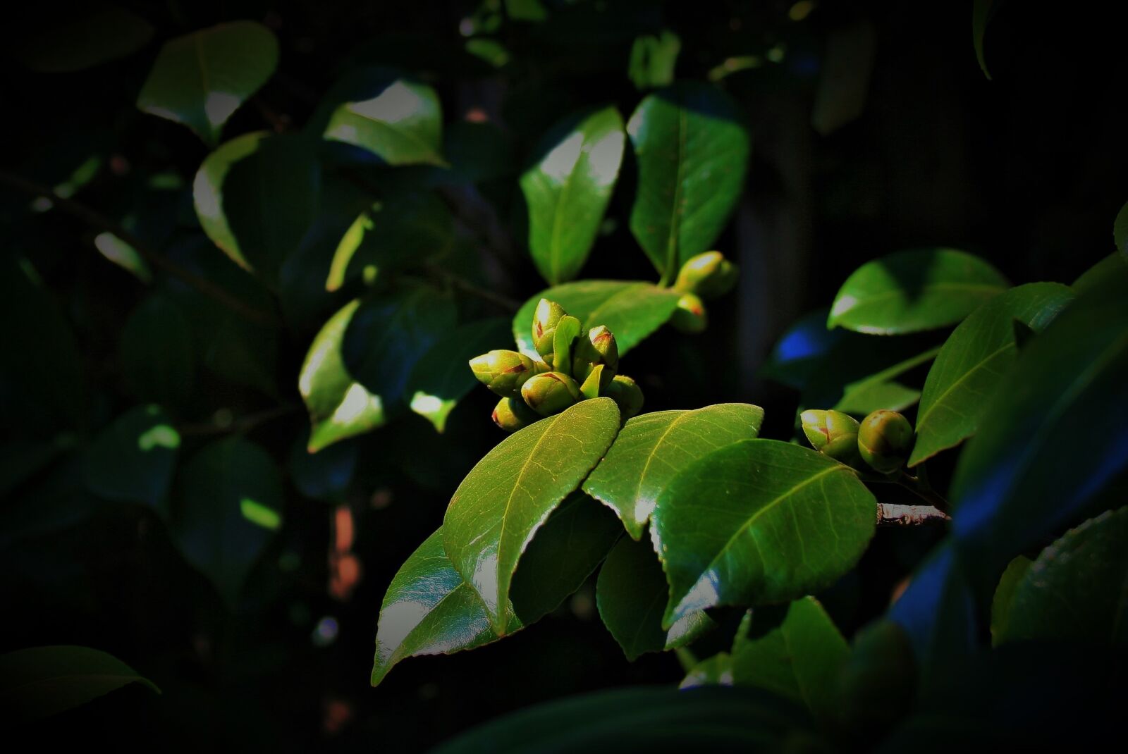 Canon EOS 400D (EOS Digital Rebel XTi / EOS Kiss Digital X) sample photo. Japonica buds, tree, japonica photography