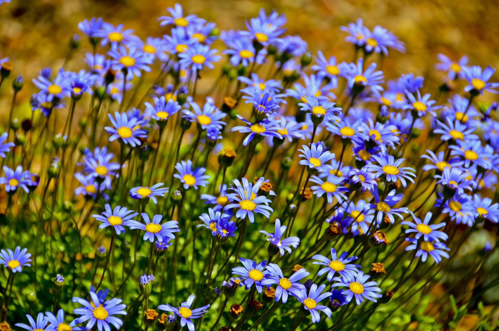 Nikon D7000 sample photo. Flora, natural, summer photography