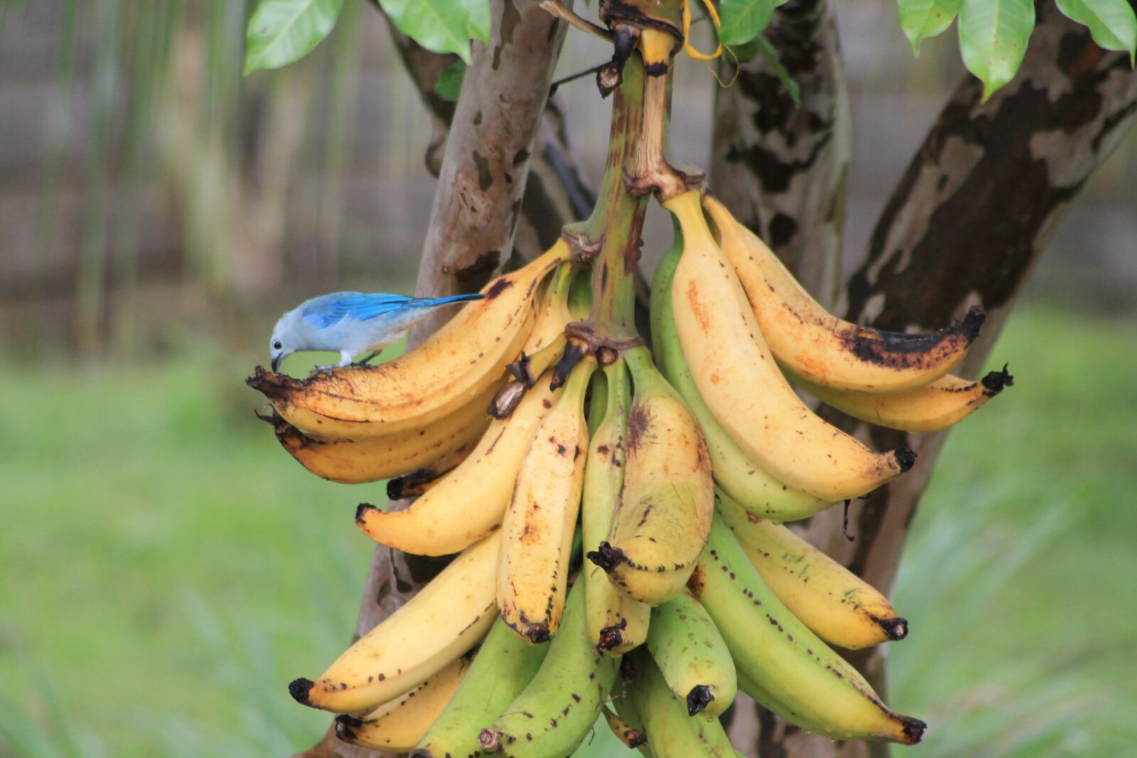 Canon EOS 1100D (EOS Rebel T3 / EOS Kiss X50) sample photo. Birds, bananas, fauna photography