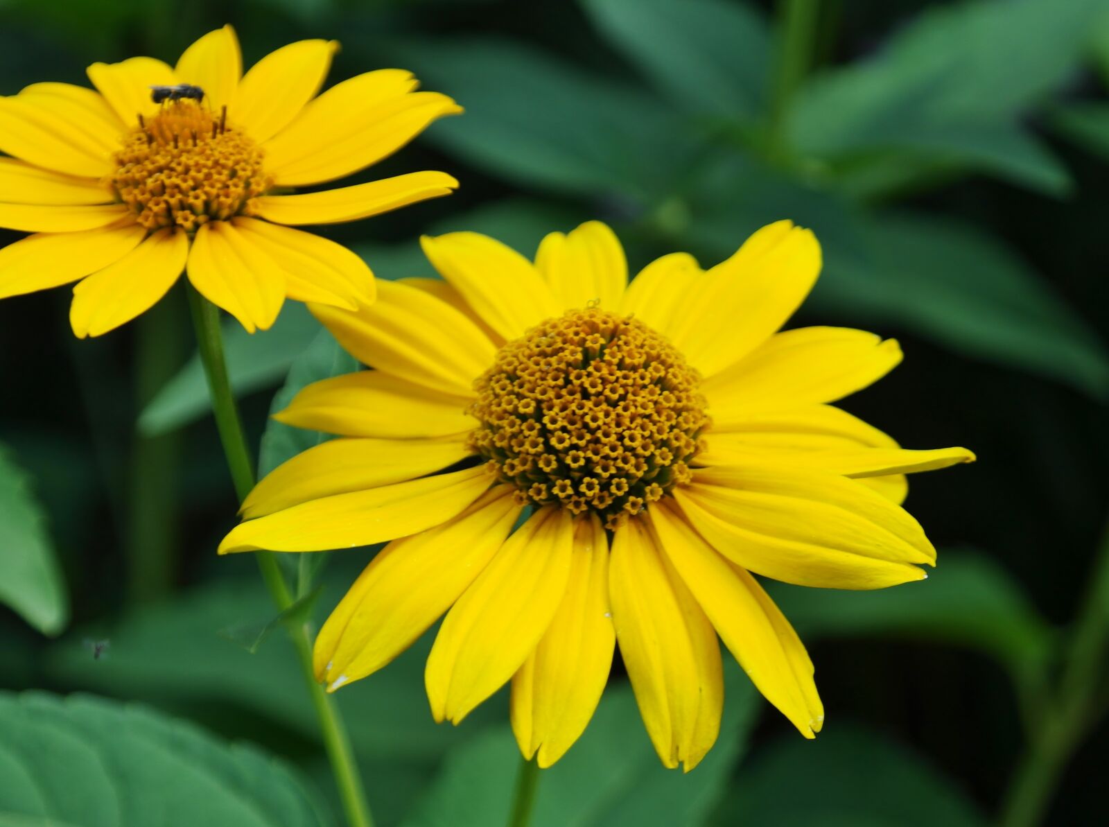 Samsung NX20 sample photo. Flower, sunflower, yellow photography