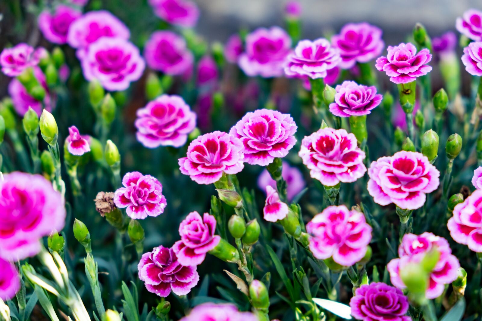Fujifilm X-T10 sample photo. Flower, pink, spring photography