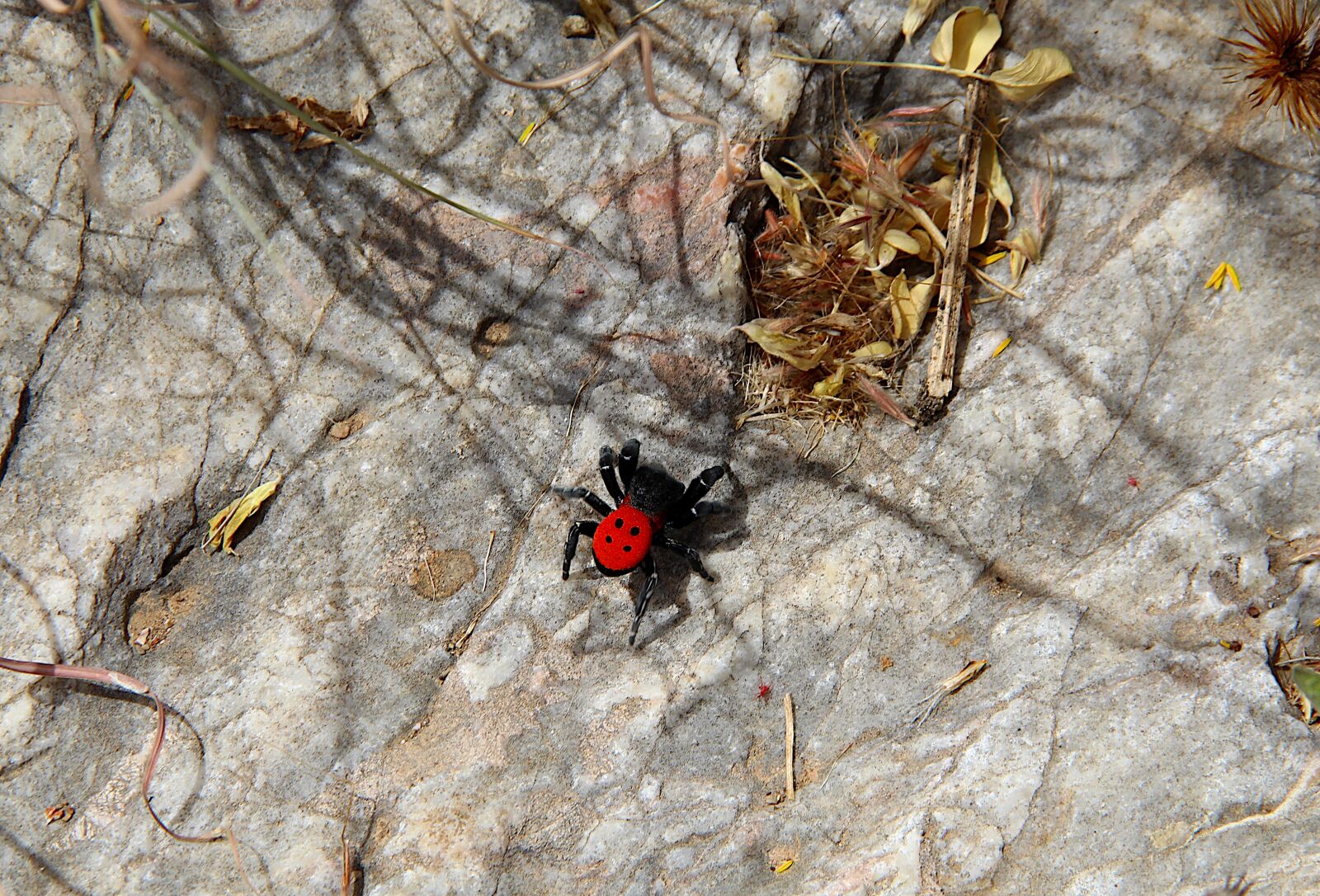 Canon EOS 4000D (EOS Rebel T100 / EOS 3000D) sample photo. Spider, red, ladybird spider photography