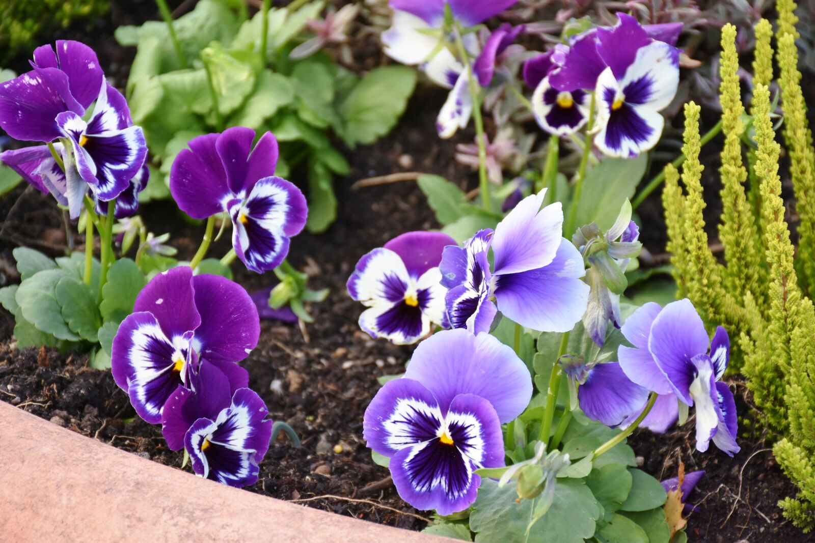 Nikon D7200 sample photo. Planting, flowers, stiefm tt photography