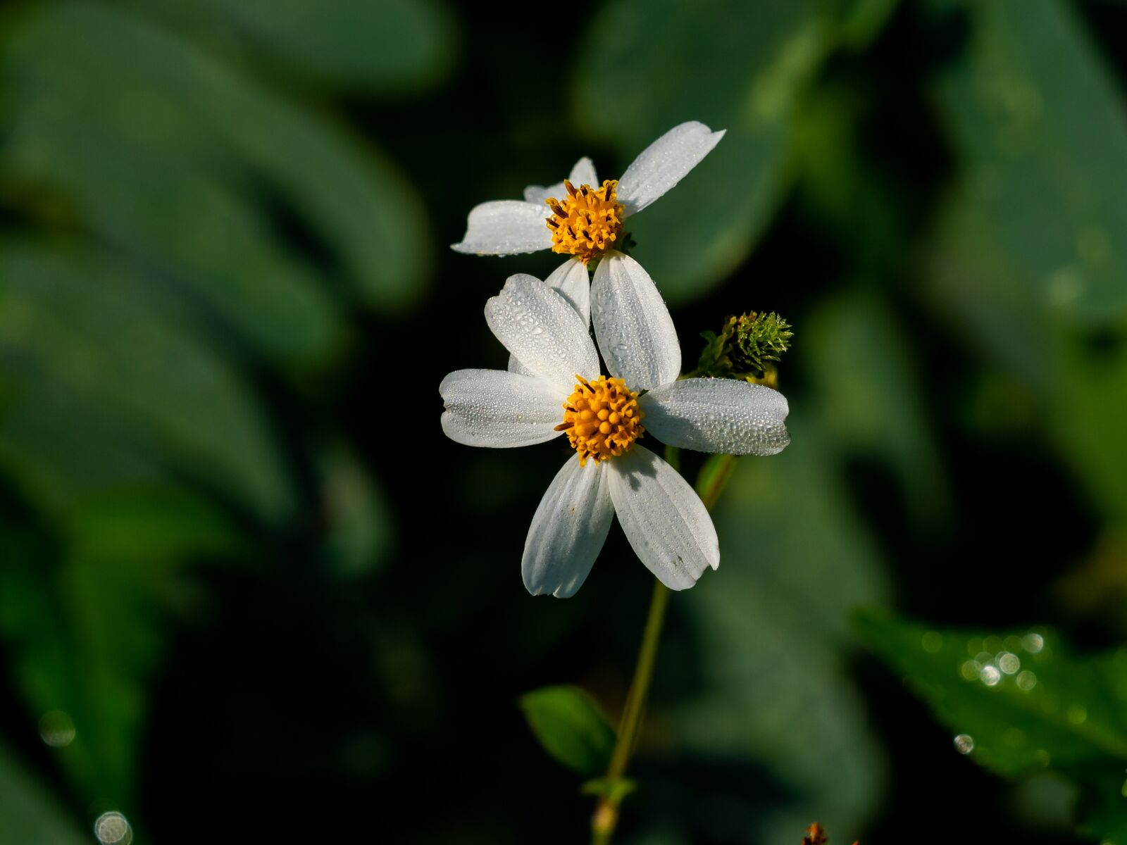 Olympus OM-D E-M1 Mark II + Olympus M.Zuiko Digital ED 40-150mm F2.8 Pro sample photo. Rice, flowers, leaves photography