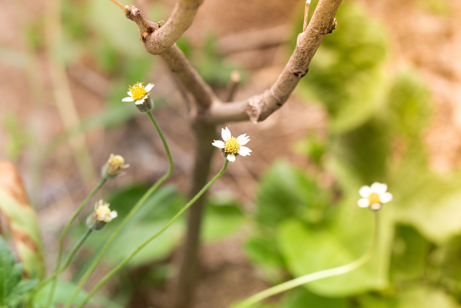 Canon EOS 700D (EOS Rebel T5i / EOS Kiss X7i) + Canon EF 50mm F1.8 STM sample photo. Flowering grass, plant, flowers photography