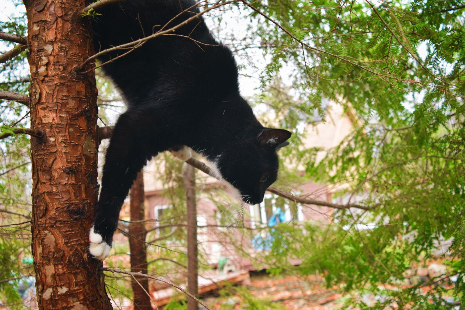Nikon D3300 sample photo. Cat, climb, pet, tree photography