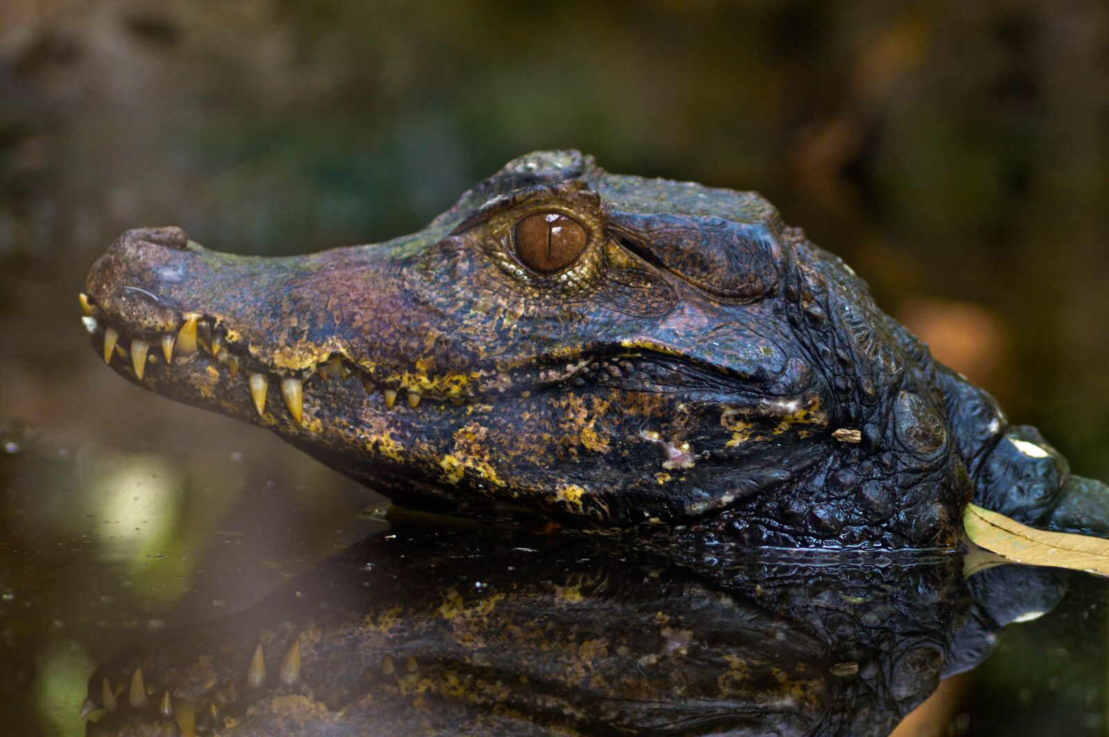 Nikon D3200 sample photo. Reptile, nature, fauna photography