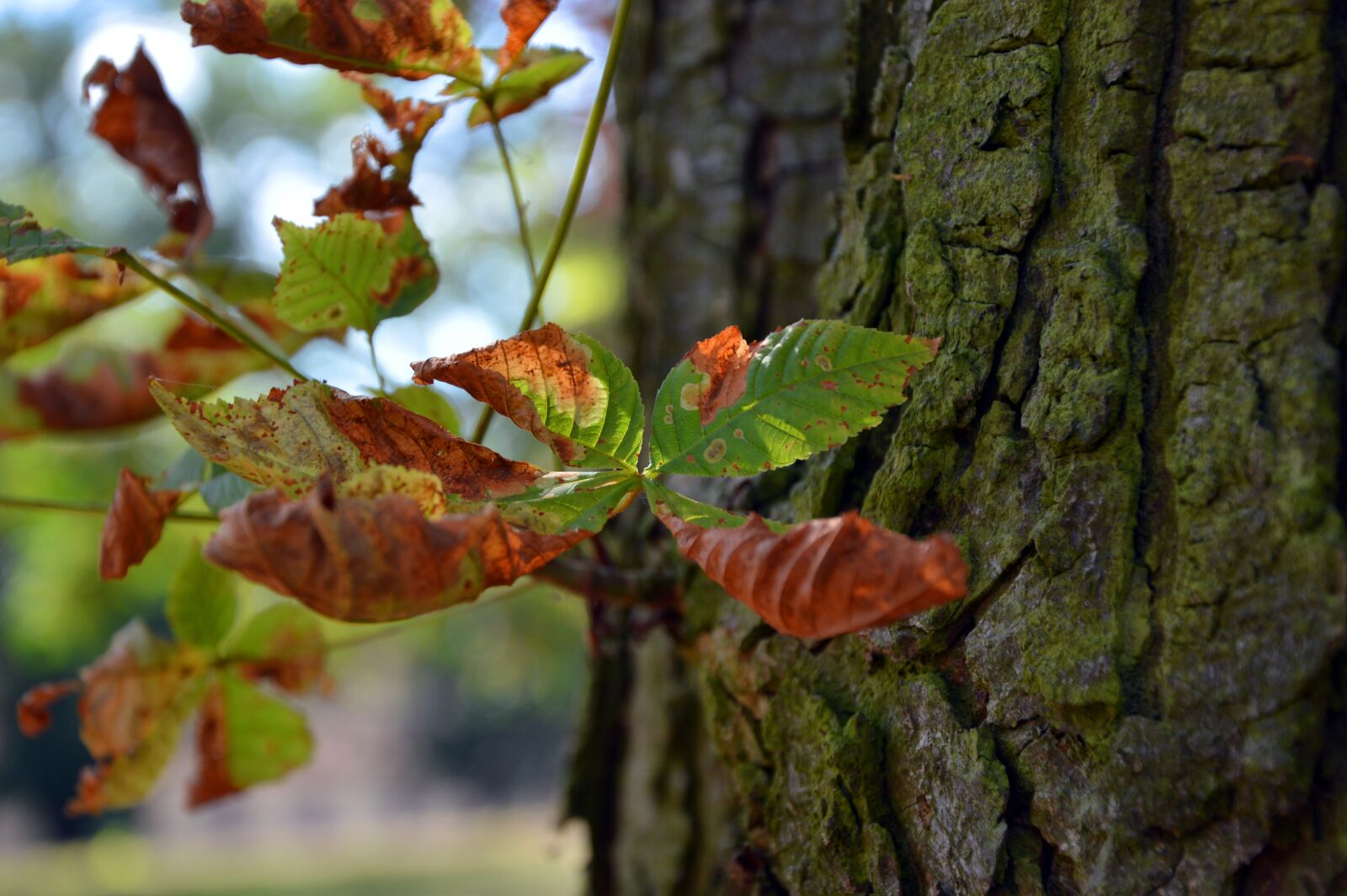 Nikon D3200 sample photo. Tree, log, bark photography