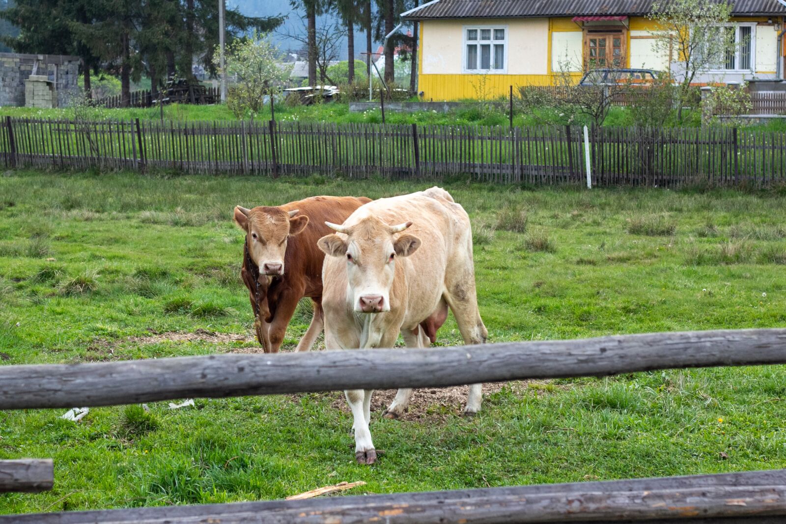 Canon EOS 60D + Canon EF 50mm F1.8 II sample photo. Cow, bulls, paddock photography