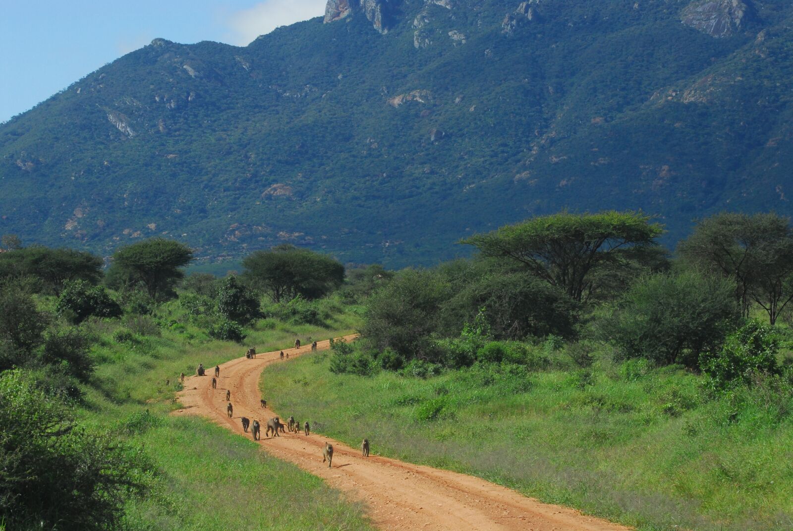 Nikon D200 sample photo. Baboons, tsavo, kenya photography
