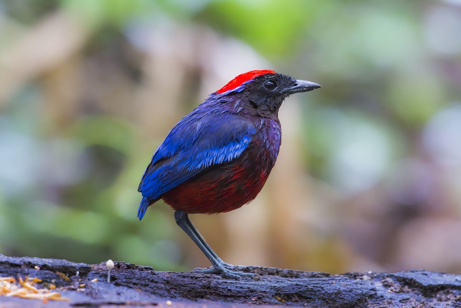 Nikon D7100 sample photo. Bird, malaysia birds, eight photography