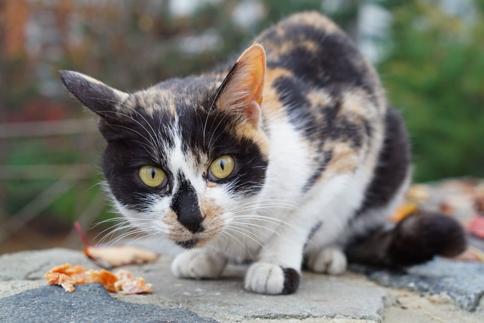 Sony a7S + Sony Sonnar T* FE 55mm F1.8 ZA sample photo. Cat, gilnyangyi, tricolor cat photography