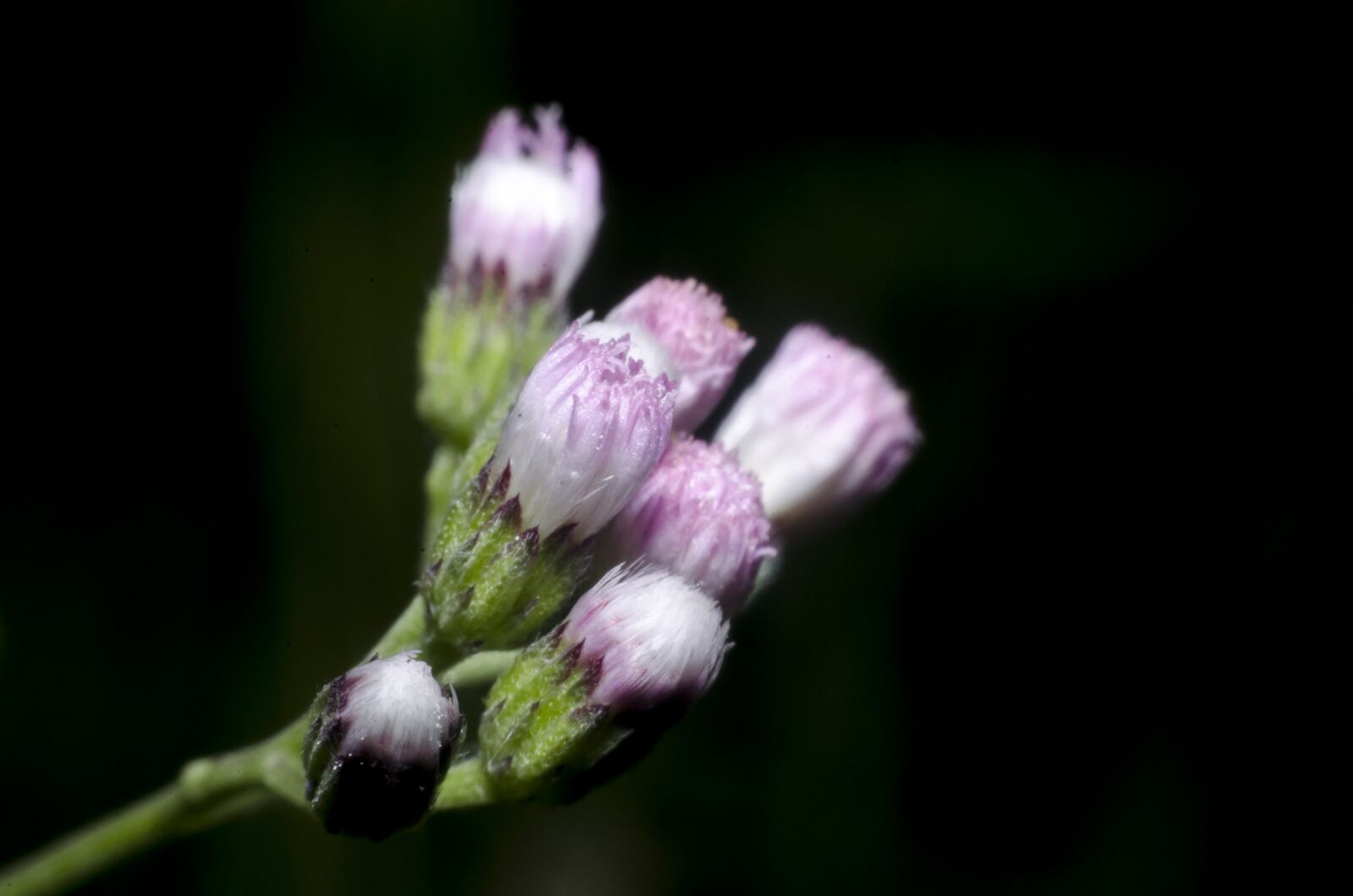 Nikon D7000 sample photo. Flowering grass, grass, flowers photography