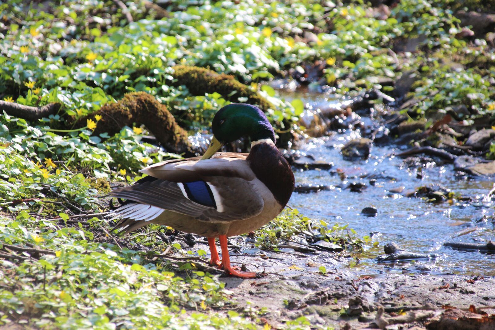 Canon EOS 700D (EOS Rebel T5i / EOS Kiss X7i) sample photo. Duck, water, bird photography