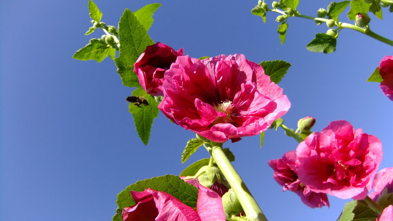 FujiFilm FinePix F80EXR (FinePix F85EXR) sample photo. Malva, bee, sky photography