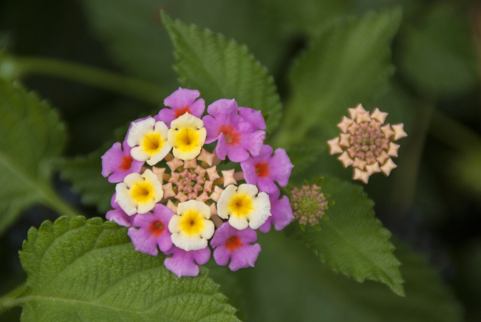 Nikon D60 sample photo. Nature, flower, plant photography
