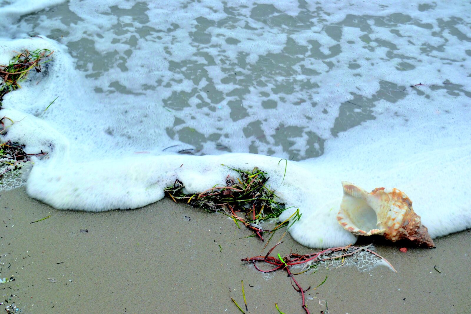 Nikon D3100 sample photo. Sea shore and conch photography