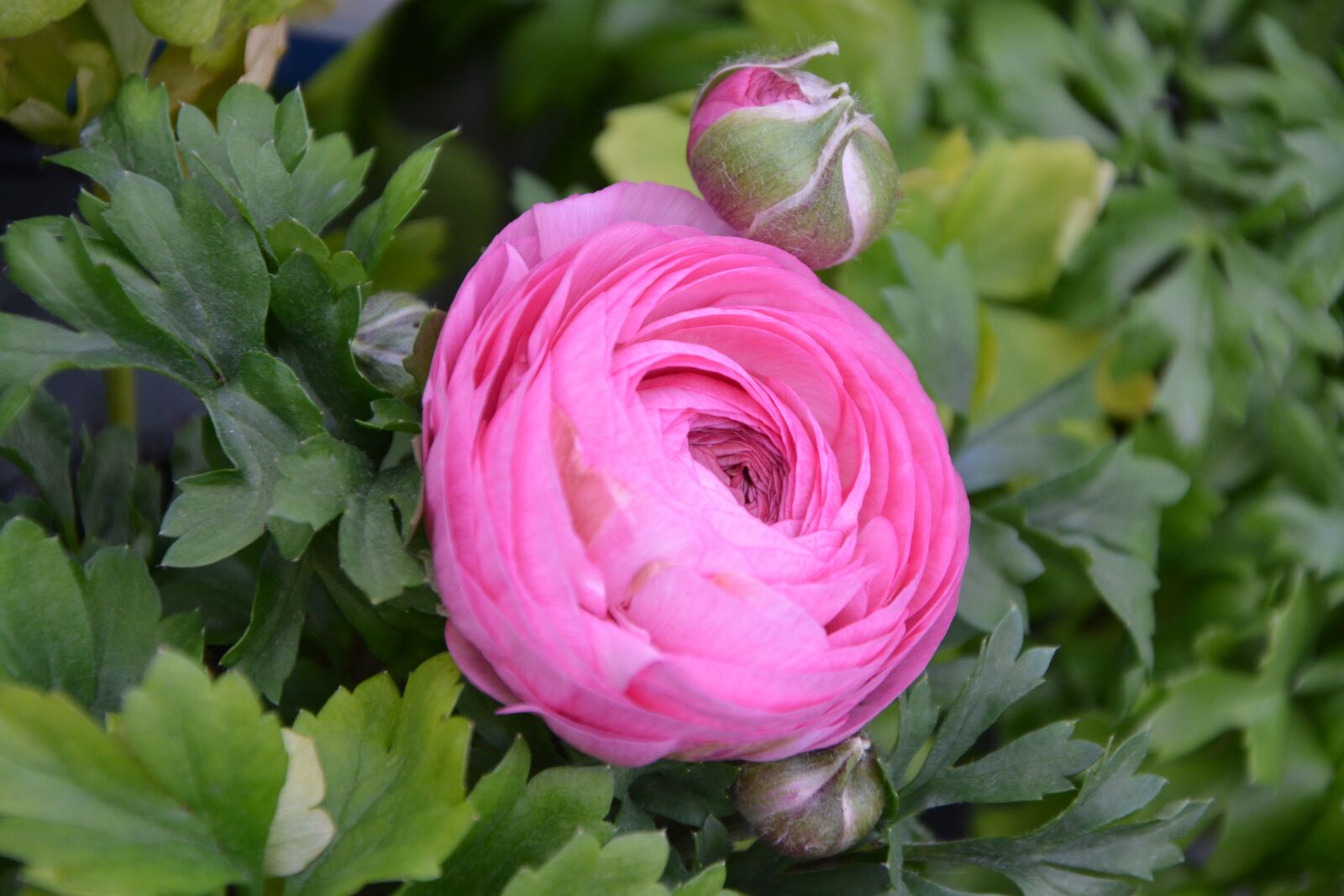 Nikon D5200 sample photo. Flower, flower buttercup, bud photography