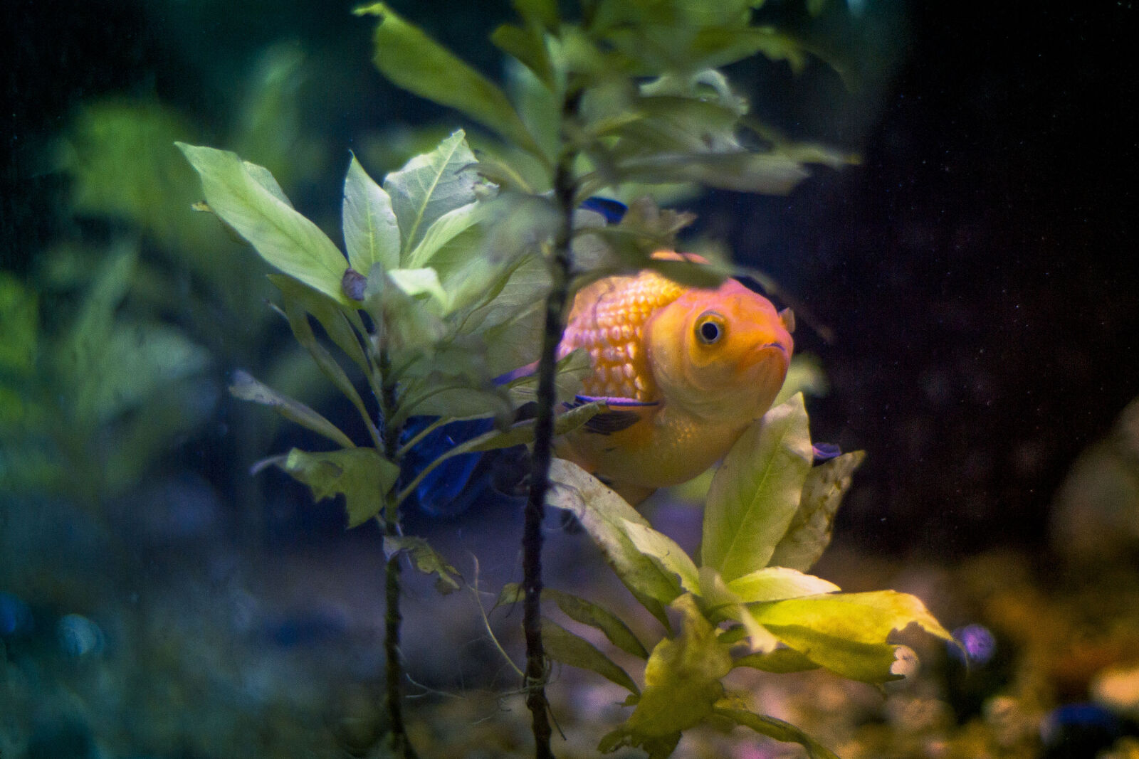 Canon EF 50mm F1.8 II sample photo. Animal, aquarium, aquatic, blue photography