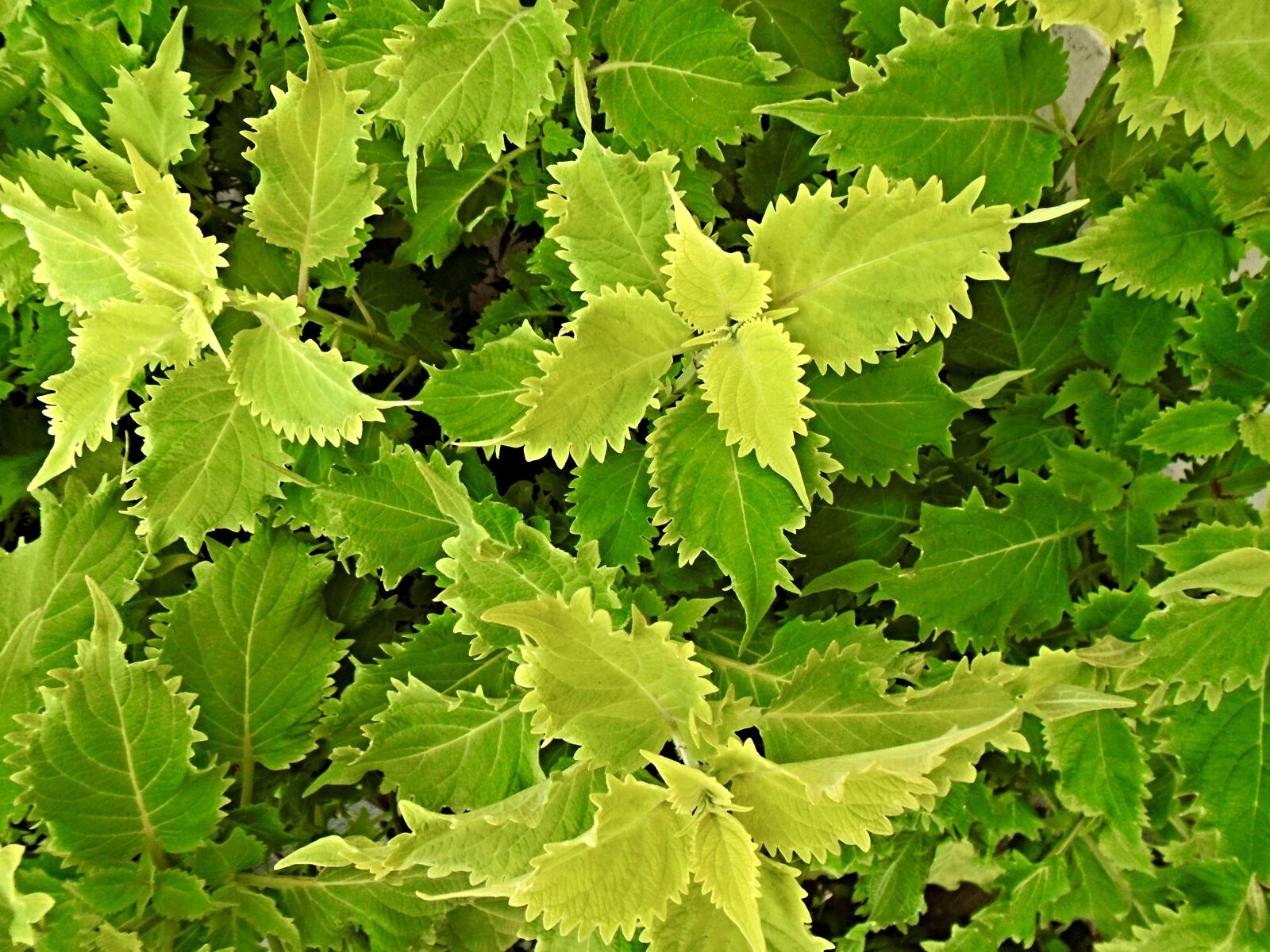 Sony Cyber-shot DSC-W800 sample photo. Leaves, green, flora photography