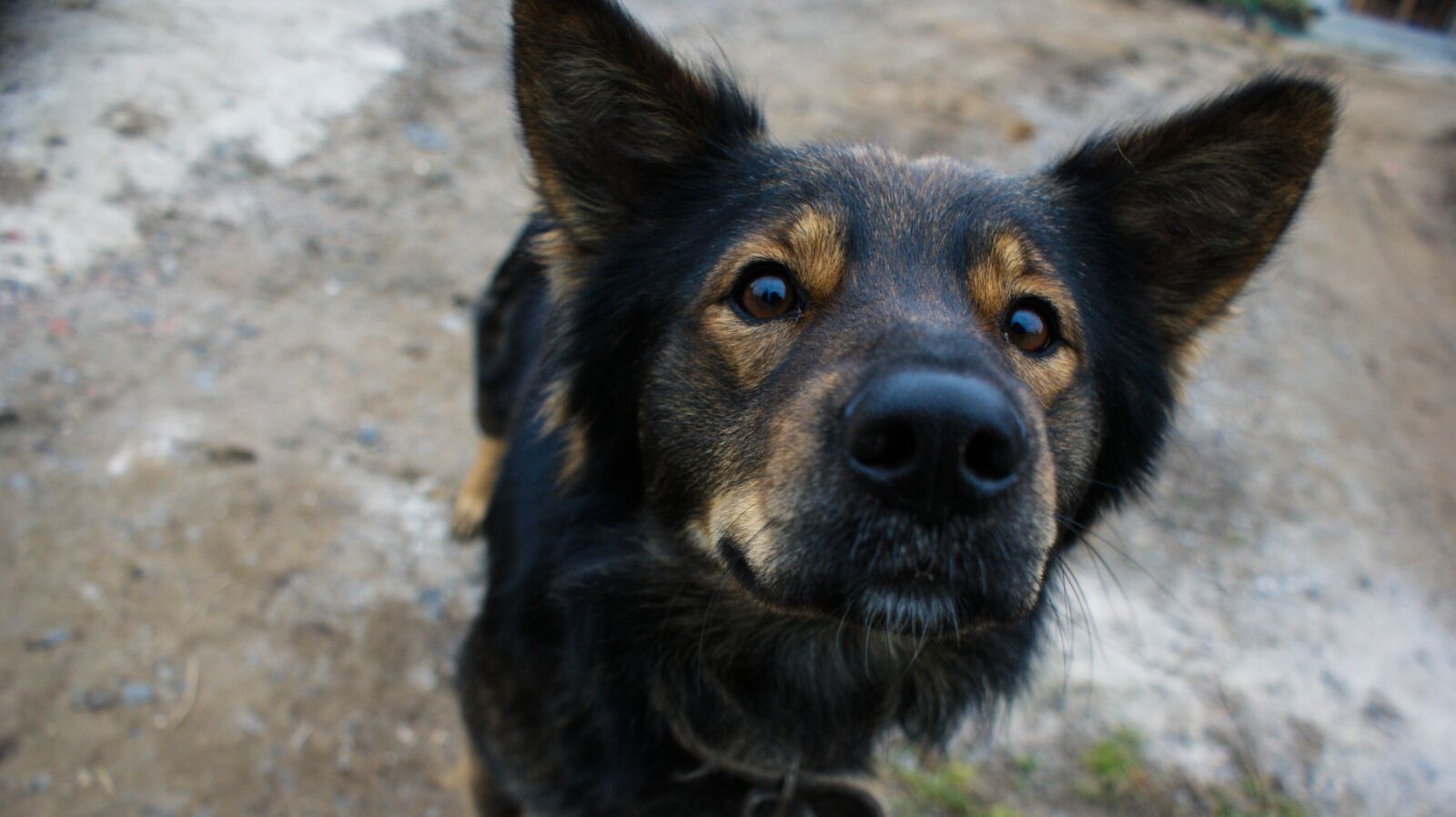 Sony Alpha DSLR-A350 sample photo. Dog, mongrel, pets photography