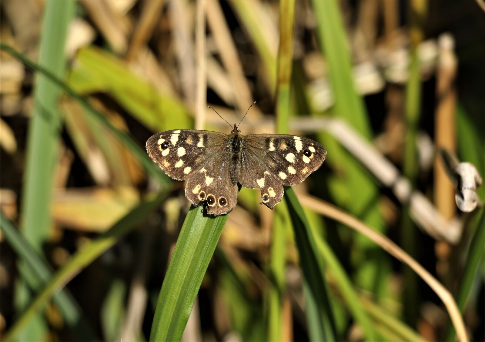 Canon EOS 7D Mark II sample photo. Butterfly, insect, nature photography